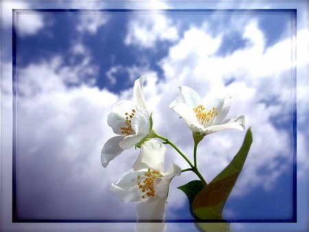 Jasmine For Lisy - white, sky, jasmine, clouds, flowers, flower