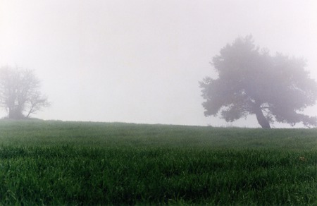 fog - grass, trees, fog