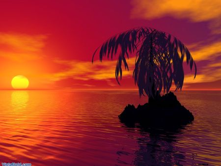 sunset palm - nature, sunset, palm