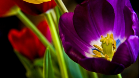 BEAUTIFUL PUPLE FLOWER - large, pretty, purple flower, violet, close up