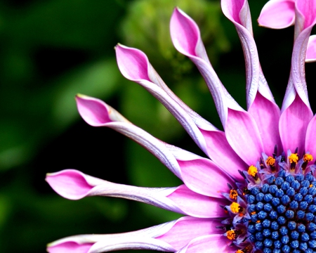 CLOSEUP PETALS - flower, closeup, big, pink