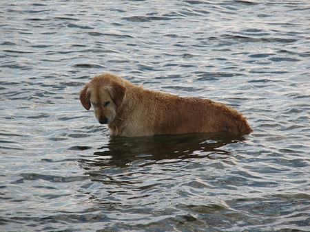 hunting dog - nature, animals