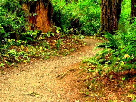 Adventure Begins Here! - path, trees, ferns, plants, entrance, forest