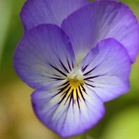 Purple Pansy Flower. jpg