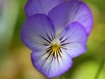 Purple Pansy Flower. jpg