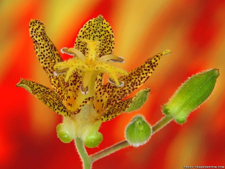 toad lily wallpaper 1600x1200. jpg - yellow, lily, orange, toad, spotted