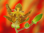 toad lily wallpaper 1600x1200. jpg