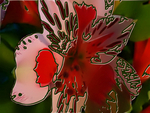 Red Lily closeup pop art wallpaper. jpg