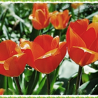 Three Orange Tulips