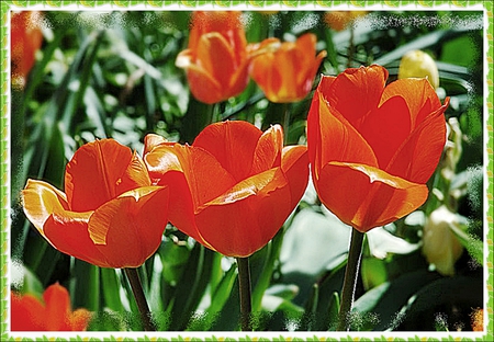 Three Orange Tulips - bright, nature, orange, tulip, flowers, spring