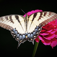 Tiger Swallowtail Butterfly On Zinnia