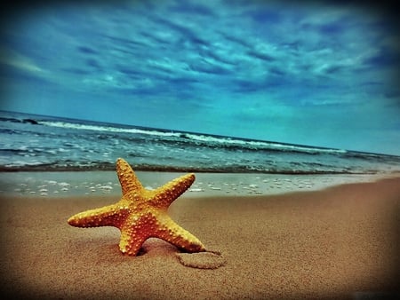 Seafood - starfish, animal, water, nature, beach, sand, seafood