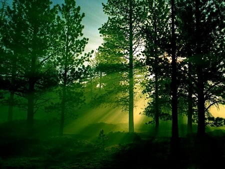 MORNING RAYS - sunrays, green, plants, morning, forest, breakthrough