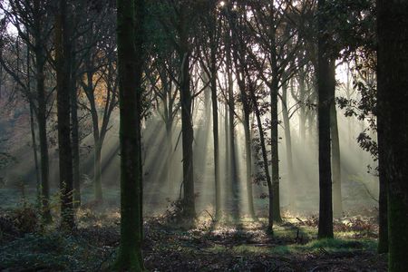 Early morn - morning, rays, trees, mist