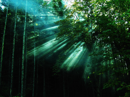  forest light show - trees, blues leaves, light, rays