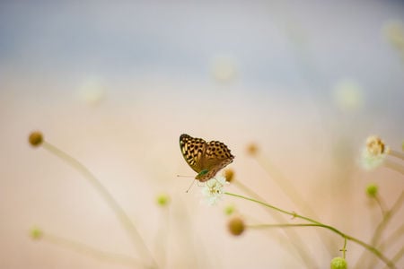 butterflies - nice, butterflies