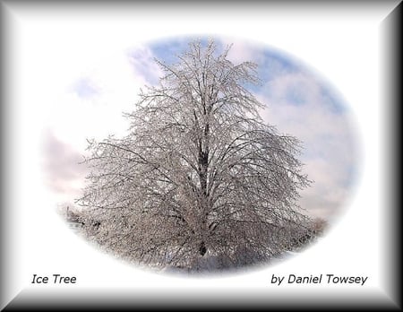 Ice Tree Vignette - danieltowsey, ice tree vignette