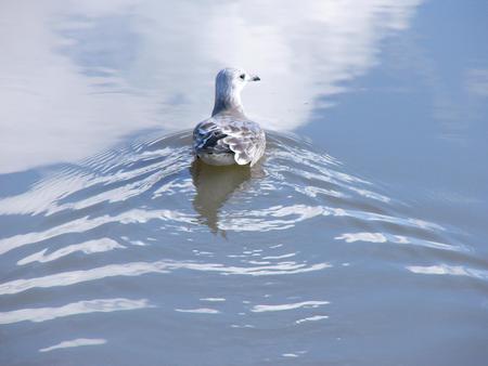 Bird Making Ripples - ponds, pretty, birds, ripples