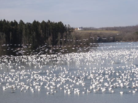 Billions of Birds - harbor, seagulls, birds, millions