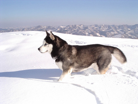 Dog in the Snow - siberian husky, snow, dog, arctic