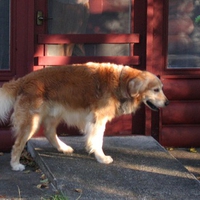 Golden Retriever in Front of a Shop