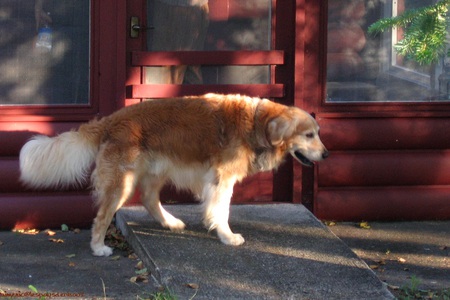 Golden Retriever in Front of a Shop - downtown, dogs, golden retriever, animals, shop