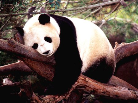 Panda Bear - pandas, bears, endangered, asia