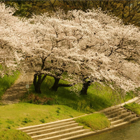 Blossoms at waters edge