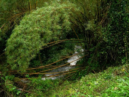 Forest  arch - green, forest, spiral, creek