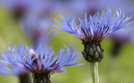 Flower - beautiful, flower, nature