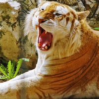 Golden Tiger - Wallpaper Full 1080p