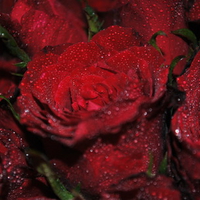 Valentine Day Roses