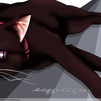 Darker than Black - cat
