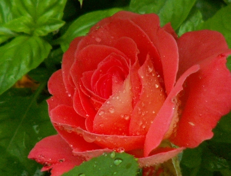 Rose - nature, flowers