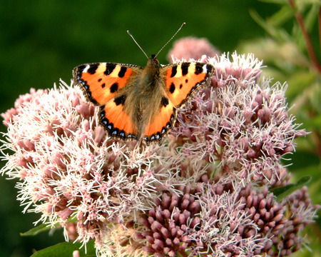 Papillons - colors, butterfly