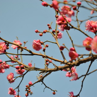 Spring Pink Blossom[Kunming]