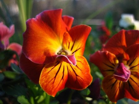 Orange delite - flowers, orange, pansy