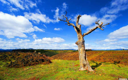 Beautiful Sky - sky, trees, nature, clouds