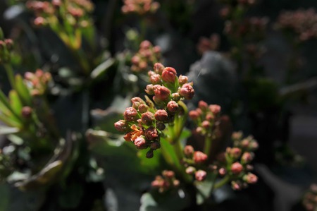 and another - spring, orange, flower