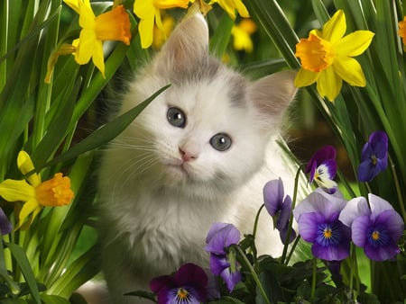 Home Pet. jpg - flowers, hideing, kitten, springflowers