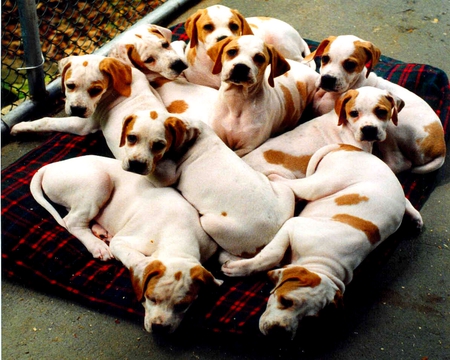 THE ADORABLE NINE - white, brown, blanket, dogs, puppies, laying, siblings