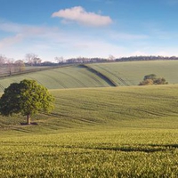 Oak tree countryside