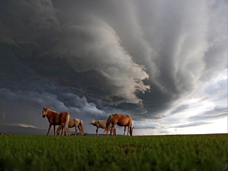 Grazing Horses - clouds, evening, field, horsesskies, dark, grazing