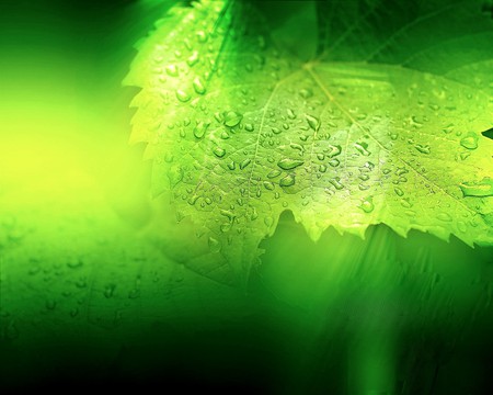 GREEN LEAF - leaf, waterdrops, green