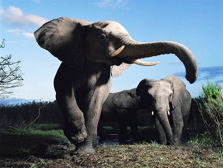 AFRICAN ELEPHANTS - elephant, african, mamal, large