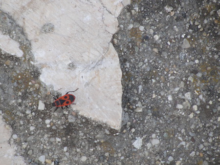 Ladybug - nature, bugs, ladybug