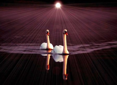 Beautiful Swans Picture - picture, swans, beautiful