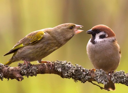 Poor Male - birds, picture, cool