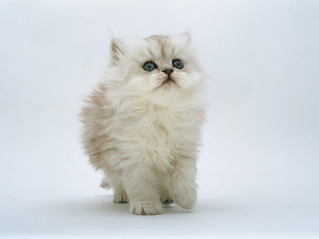 white cat - blueeye, white, animal, cute