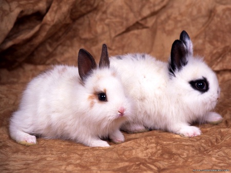 baby rabbits - white, animal, two, cute